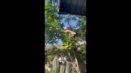 Agile grandmother, 80 climbs tree to snap off overgrown branches