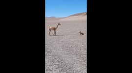 Vicuña chases fox in Catamarca, Argentina