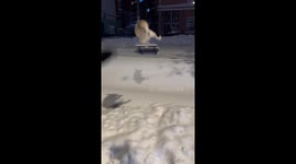 Pug hurriedly returns after landing in snow in Heilongjiang, China