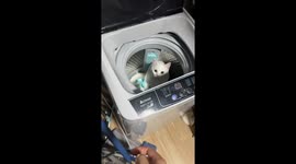 Cat gets a water surprise and jumps out of laundry machine in Guangdong, China