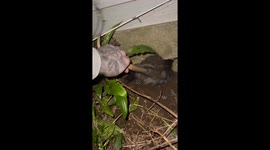 Possum caught digging under house in Douglas, Massachusetts