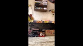 Disabled puppy encouraged to walk in Raipur, India