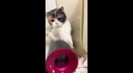 Cat fights dryer in Jiangsu, China