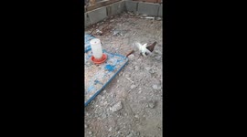 Bird rides chicken playfully in Salcedo, Dominican Republic
