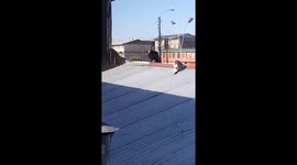 Vulture attempts to peck cat's tail in Concepción, Chile