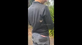 Huntsman spider causes scare in Melbourne, Victoria