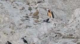 Majestic bearded vulture seen peering over mountains in Switzerland