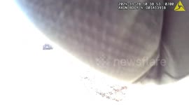 Police chase escaped pig through neighbourhood in Utah