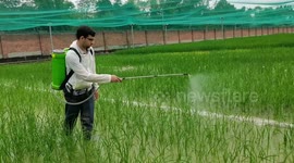 Pakistani student eyes collaboration between China, Pakistan on hybrid rice