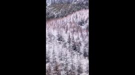 Snowy mountain forests in China's Chongqing