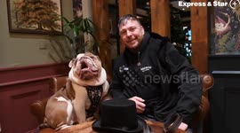 Nelson the Bulldog becomes celebrity for uncanny resemblance - to Winston Churchill