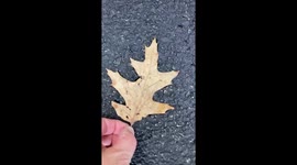 Frozen Imprint - Oak leaf leaves frozen imprint during New England deep freeze