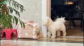 Maltese and bichon playfully tease each other in Jiangsu, China