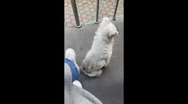 Stray dog relentlessly leans on woman in Liaoning, China