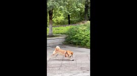 Shiba Inu enjoys playing with pebble rock in Sichuan, China