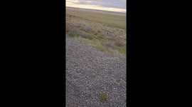 Penguin found by the roadside in Chile