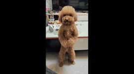 Dog's guilty expression while standing captured in Yunnan, China