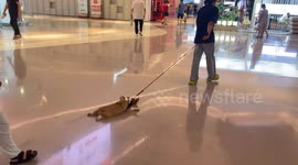 Dog slides on floor while being pulled by leash in Jiangsu, China