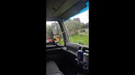 Bird stuck in vehicle despite open window in Melbourne