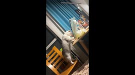 Cat falls off chair in Jiangsu, China