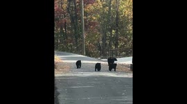 Bear family spotted in Gatlinburg, USA