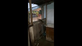 Cat watches flood from the table in Puntarenas, Costa Rica