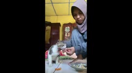 Cat bit the finger instead the food in Padang Garugur, Indonesia