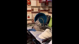 Cat caught drinking from faucet in sink in Kostanay, Kazakhstan