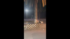 Cat's tree escape from four barking dogs in Algiers, Algeria