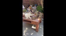 Cat stops another cat from eating in Santiago, Chile