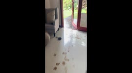 Golden retriever covered in dirt after making a mess in Durban, South Africa