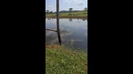 Woman falls and gets slapped by fish in Confresa, Brazil