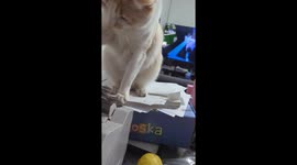 Cat skillfully helps count money in Cordoba, Argentina