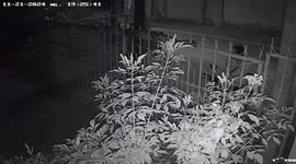 Python creeps along metal bars of garden gate