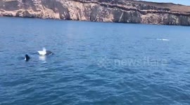 Killer whales have learned advanced hunting skills in California, says researcher
