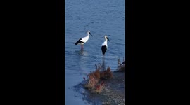 Endangered oriental white storks spotted in north China's Nandagang Wetland