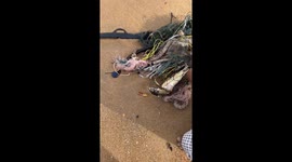 Beachgoers save sea turtle tangled in old fishing nets