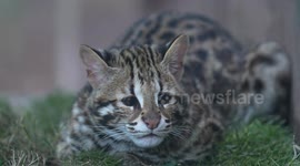 China: A cat cub