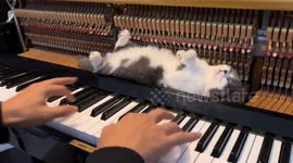 Cat wakes up during piano performance in Liaoning, China