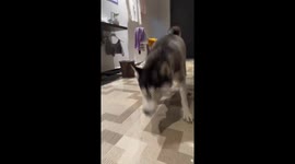 The way this pet Husky sneeze has his owner baffled