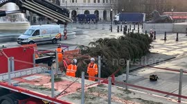 This year’s Christmas tree arrives at Trafalgar Square in London