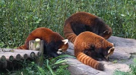 China: Red pandas eat apples and carrots at Chongqing Zoo in Chongqing