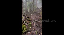 China: Hike Along with an Unexpected Dog