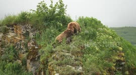Mother bear battles ferociously to defend offspring from aggressive male - cubs sent tumbling down cliff