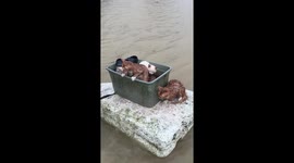 Cats float to safety through floods in southern Thailand