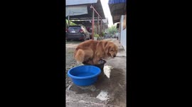 Golden Retriever cools off in a tub of water