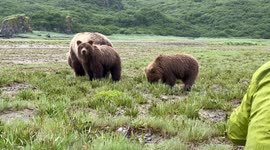 Tourists keep their cool as bear cub charges with much larger mother watching on