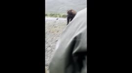 Monster Bear In Alaska Approaches Tourists