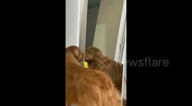 China: Dog Smiles to the Mirror
