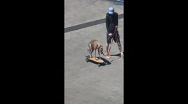 Greyhound Rides Electric Longboard